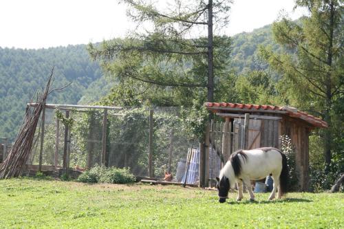 Άλλα ζώα σε αυτό το bed & breakfast ή στη γύρω περιοχή