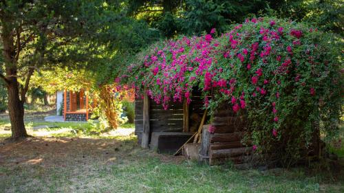 Petit Cottage – Photos 2