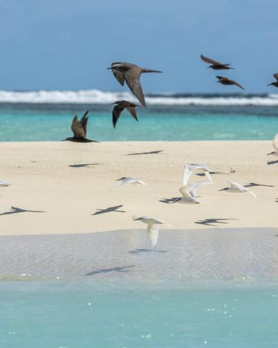 a flock of birds flying over the beach at Villa Mia Fulhadhoo in Fulhadhoo