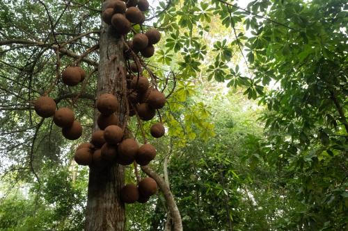 um monte de fruta pendurada numa árvore em Casa Heliconia em Gampaha
