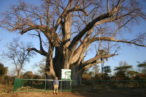 un hombre parado frente a un gran árbol en Room in Villa - Zambezi Family Lodge - Elephant Room en Victoria Falls