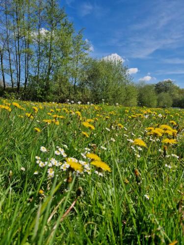 a field filled with lots of yellow and white flowers at Nimary Logies in Heusden - Zolder