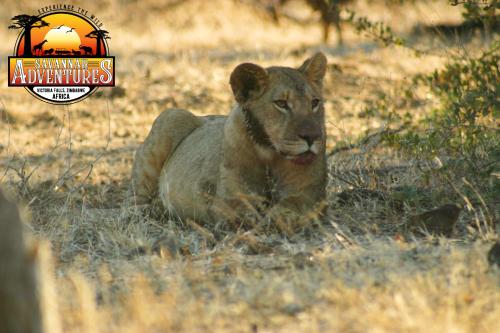 un leone che giace nell'erba in un campo di Room in Villa - Zambezi Family Lodge - Buffalo Room a Victoria Falls