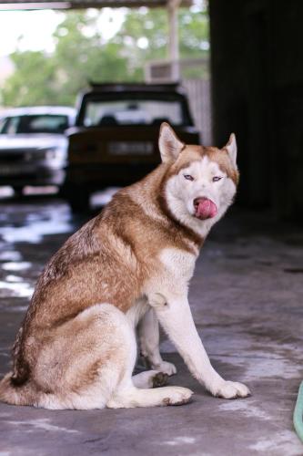 a dog sitting on the ground with its tongue out at PIT STOP B&B Guesthouse in Urtsʼadzor