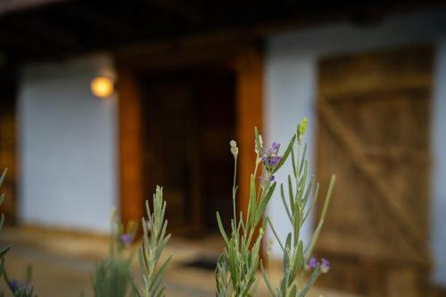 Fotografie z fotogalerie ubytování Open View Place The Old Barn v destinaci Pângărăcior