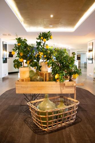 a group of citrus trees in vases on a table at Sofitel Marseille Vieux-Port in Marseille