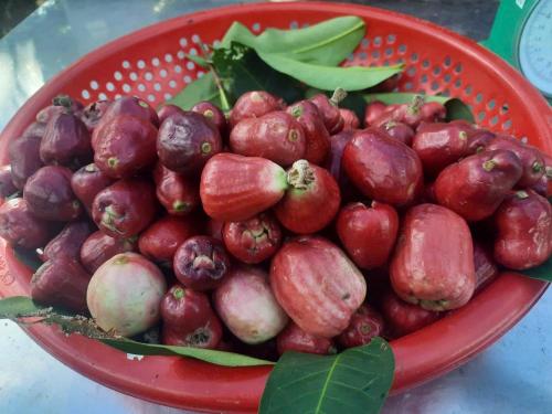 a red bowl of fruit on a table at HÒANG HÔN HOMESTAY in Ben Tre