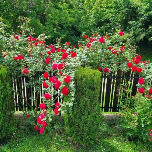 a fence full of red roses in a garden at АРНАТА КЪЩА in Yakovtsi