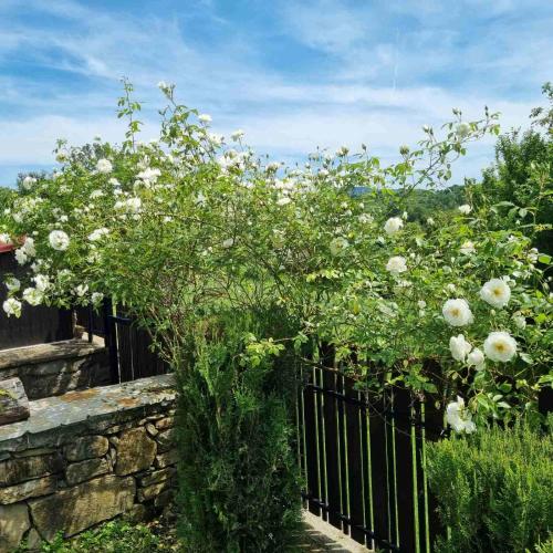 a fence with white roses growing over it at АРНАТА КЪЩА in Yakovtsi