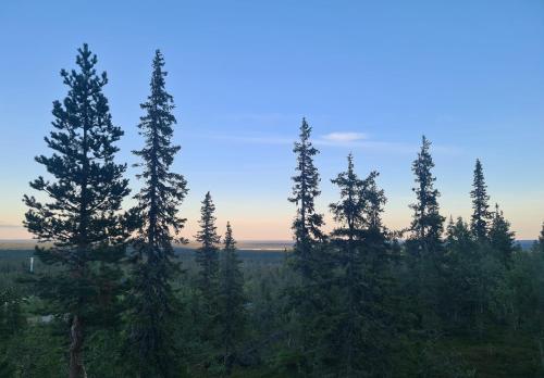 a group of tall pine trees in a forest at Polar Charm A in Ylläs