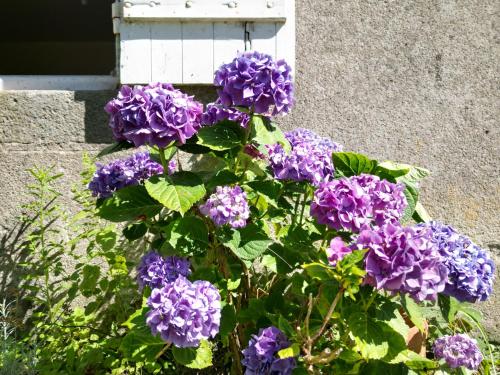 a bush of purple flowers in front of a house at La Pagaille, gite appartement in Le Montet
