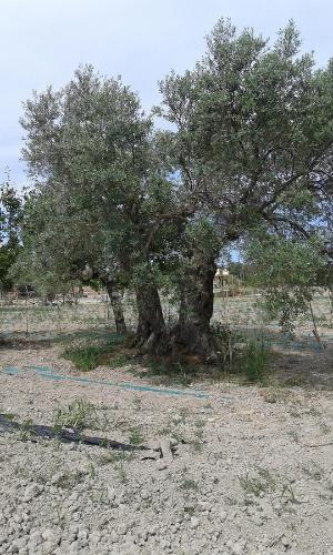 Φυσικό τοπίο κοντά σε αυτό το κατάλυμα σε φάρμα