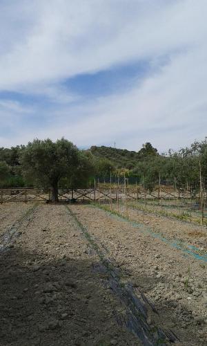 Φυσικό τοπίο κοντά σε αυτό το κατάλυμα σε φάρμα