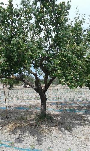 Κήπος έξω από το Agriturismo Donna Beatrice