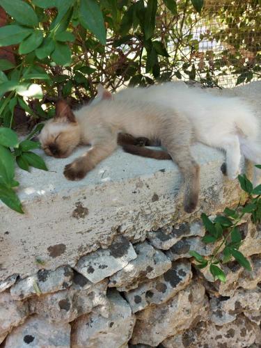 a kitten sleeping on top of a stone wall at Luciano e Concetta in Ragusa