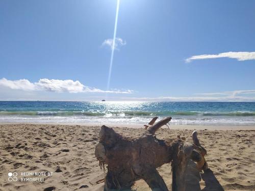 a statue of an animal on the beach at Margarita & More, Omas in Porlamar
