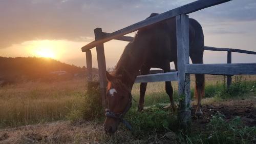 a horse is eating grass next to a fence at Ranč Sretenović in Mionica