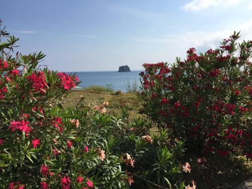 a field of flowers with the ocean in the background at Pensione La Nassa in Stromboli