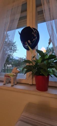 a window sill with a potted plant and a plant at Petit Castel in Bran