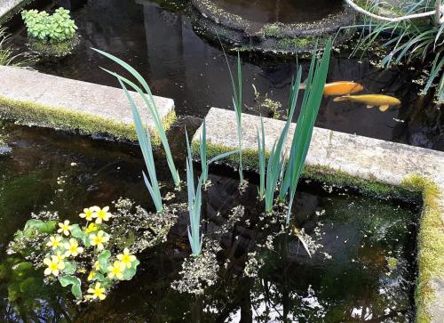 a koi pond with flowers in a garden at Chambres et Tables d'hôtes du Puits d'Athie in Appoigny
