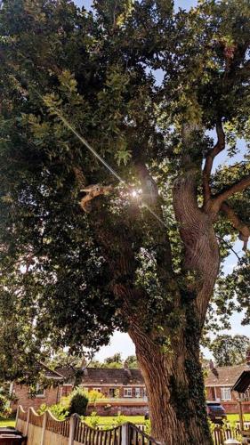 a tree with a kite in the middle of it at Oak Tree View - relax, reconnect, explore or work in East Harling