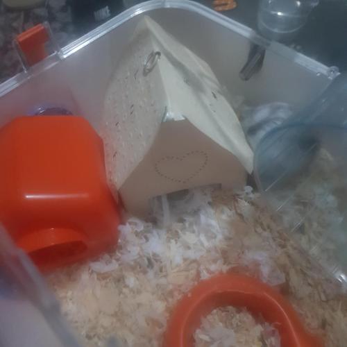 Happy ham – Photos 2