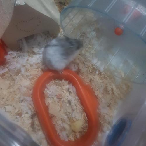 Happy ham – Photos 4