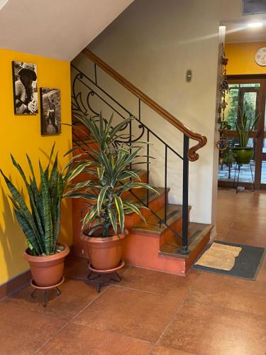 a staircase with potted plants in a hallway at La Casa de Zarela in Huaraz