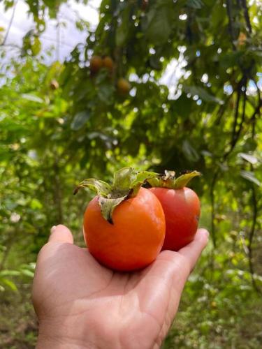 a hand holding two tomatoes in front of a tree at Chácara da Tuia in Estancia do Castello