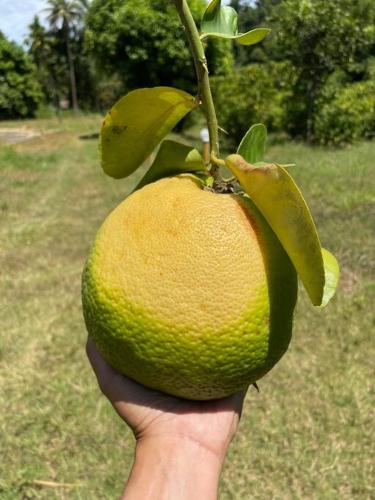 a hand holding an orange hanging from a tree at Chácara da Tuia in Estancia do Castello
