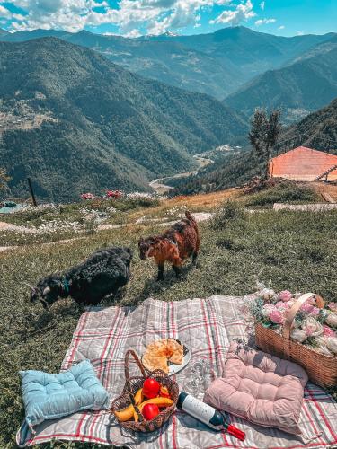a picnic on a hill with a blanket and two dogs at Nika Hotel and Club in Chʼanchʼkhalo