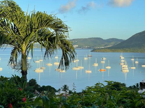 a group of boats in the water with a palm tree at TIANOLI lodge grand confort avec vue magnifique in Sainte-Anne