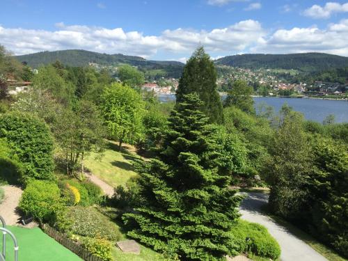 a large pine tree in a park next to a lake at Le Manoir Au Lac in Gérardmer