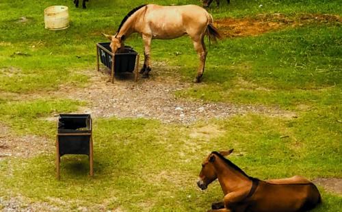 a horse eating from a trough in a field at Pousada Jovimar in Aparecida
