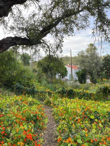 a dirt path through a field of flowers at Três Figos in São Luis