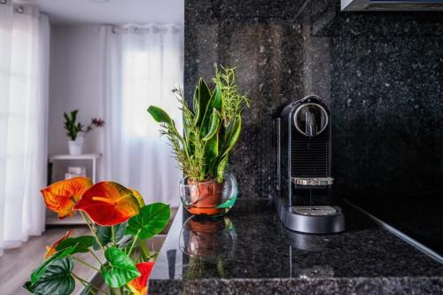 a kitchen counter with a plant in a glass vase at Sweet Home Madeira in Camacha