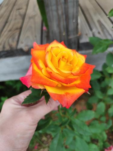 a person holding up a yellow and orange rose at Breathe Inn in Batumi
