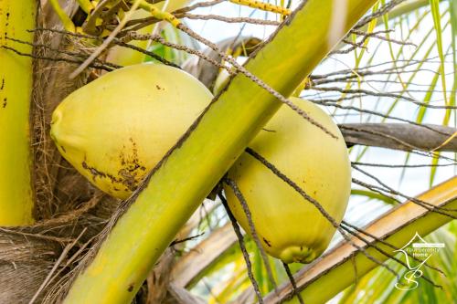 a bunch of coconuts hanging from a coconut tree at Villa Marissea in Rivière-Salée