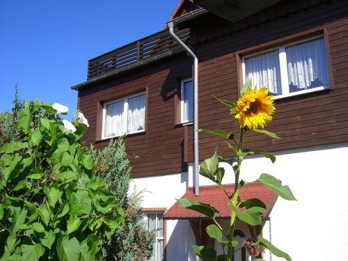 a sunflower is growing in front of a house at Pension Königshof 