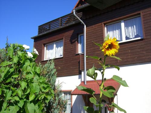 Zahrada ubytování Pension Königshof