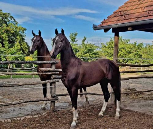 dos caballos están parados junto a una valla en Sobe Palasthy, en Novi Bečej