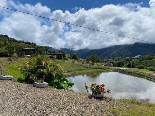 un étang dans un champ avec quelques fleurs dans l'établissement Posada Campestre Agua Bonita, à Pueblorrico