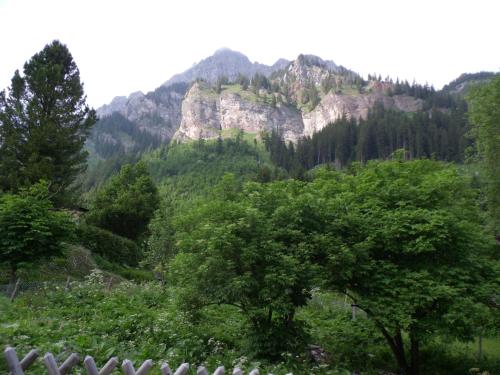 a view of a mountain with trees and a fence at Haus Monika in Nesselwängle