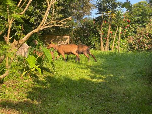 Binatang di rumah tamu ini atau berdekatan