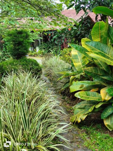 a garden with lush green plants and a path at Edgestay in Mudigere