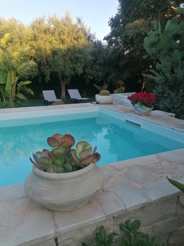 a bowl of succulents in a pot next to a swimming pool at Oasi di Campagna in Modica