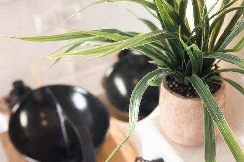 a potted plant sitting on a table with black vases at Gèa Athenian Suites in Athens