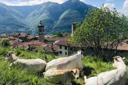 a group of cows laying in a field of grass at Casa Vacanza SK in Bianzano