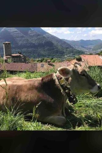 a cow laying in the grass in a field at Casa Vacanza SK in Bianzano