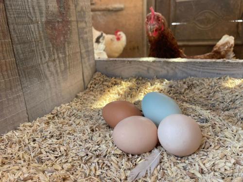 a group of eggs in a cage with chickens at App Unterhoezlhof in Valdaora
